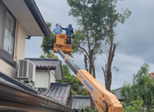 伐採